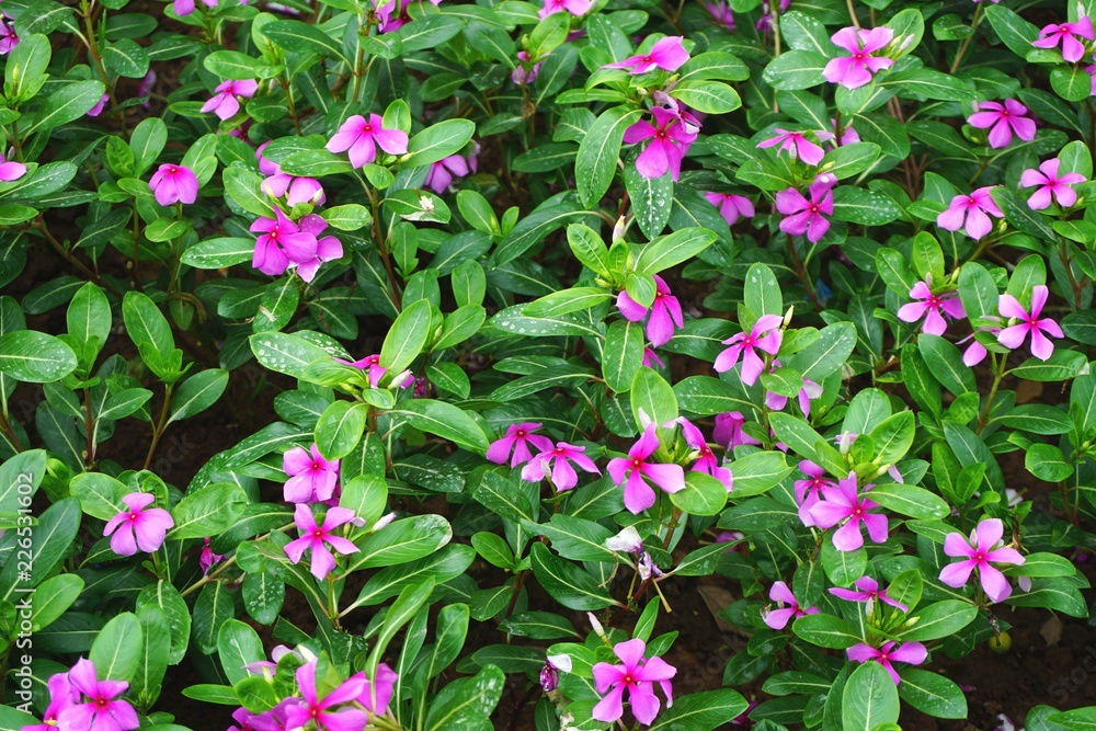 Close-up of floral garden flower bed horizontal background Close-up of floral garden flower bed horizontal background