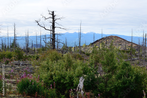Dead forest after volcano eruption