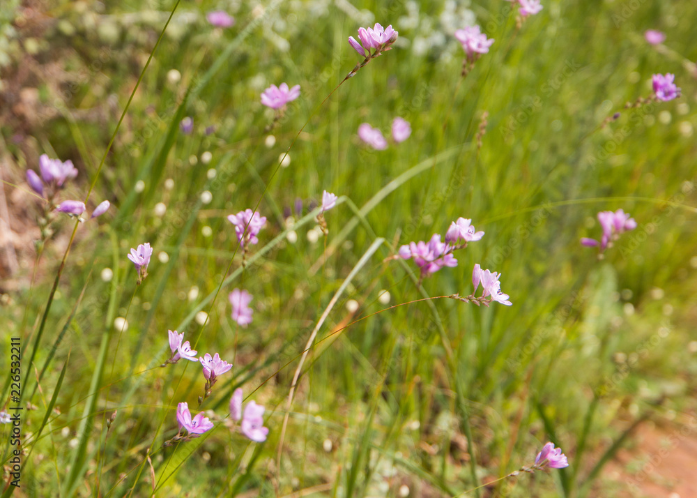 Ixia - Corn lilies growing wild in the field. Small pink flowers that looks like a star growing on a thin stem.