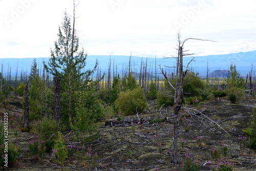 Dead forest after volcano eruption