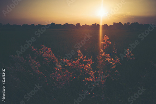 grass flower field, sunset ...