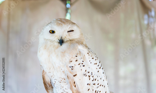 Owls Portrait. owl eyes. Beautiful background.