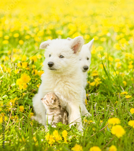 Cute puppy hugging a kitten on a dandelion field