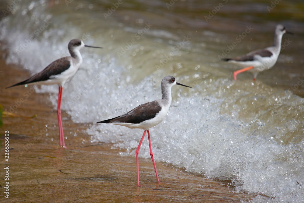 Obraz premium Lake Victoria Shore Birds