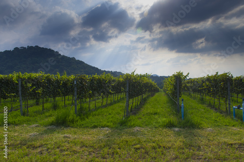 Baby vineyard grape agrculture at yard with landscape view. © BUSARA