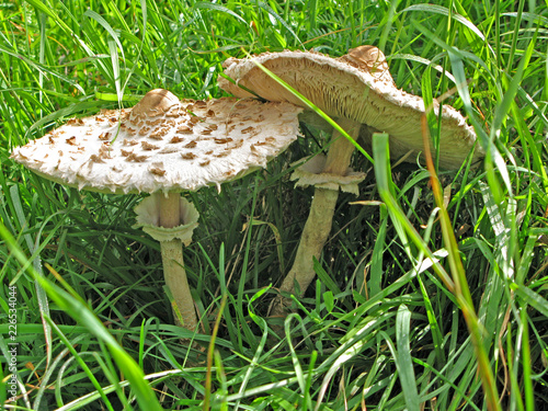 Champignon Lépiote élevée (coulemelle) dans un sous-bois