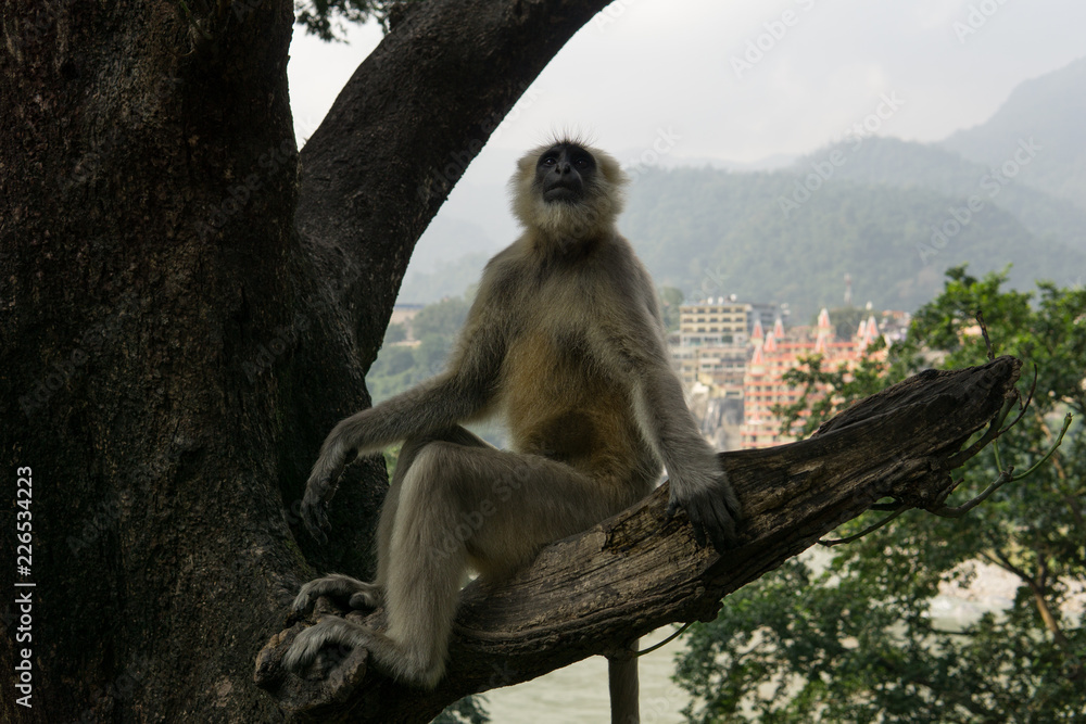 Hanuman Langur Affe in einem Baum vor dem Ganges Fluß