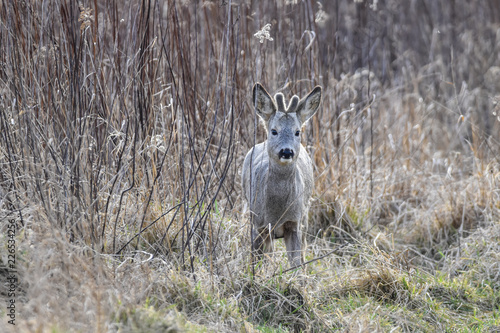 Fototapeta Naklejka Na Ścianę i Meble -  deer in the field