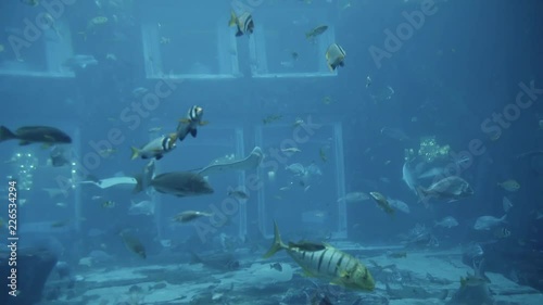 Lot of exotical fishes in deep blue water in big tank aquarium Spotted cramp fish swimming View through glass in underwater zoo photo