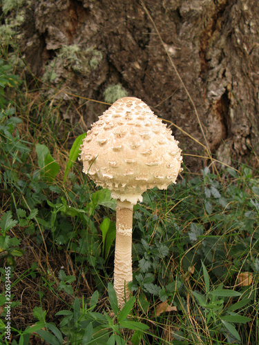 Champignon Lépiote élevée (coulemelle) dans un sous-bois photo