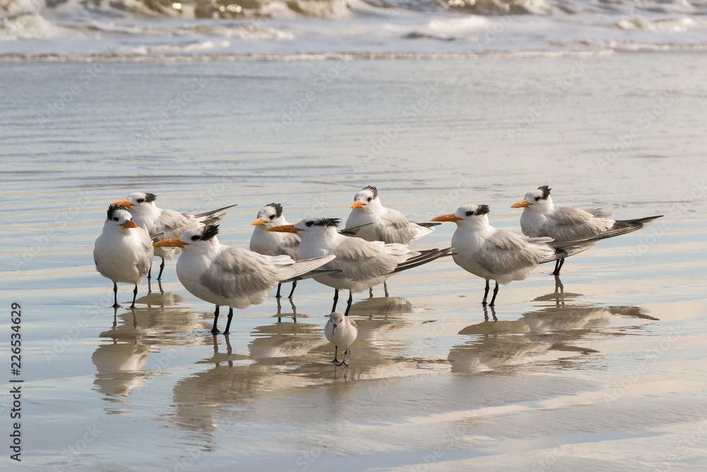 Royal terns by the sea Royal terns by the sea