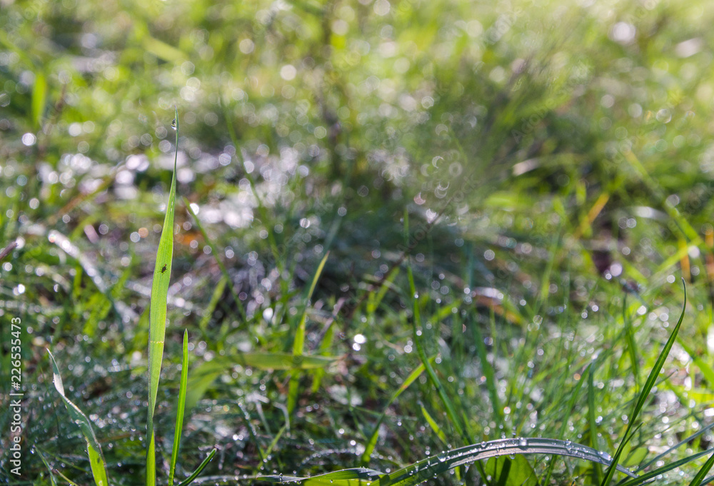 grass with dew grass with dew
