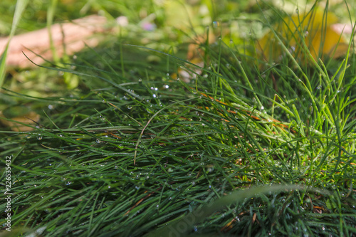 background of grass with dew