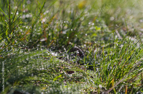 background of grass with dew