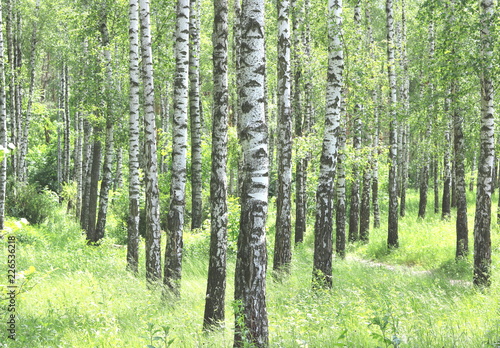 Beautiful birch trees with white birch bark in birch grove with green birch leaves