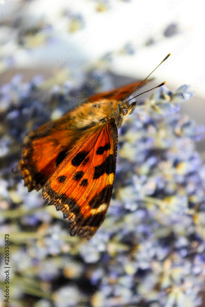 Obraz premium insect butterfly hive