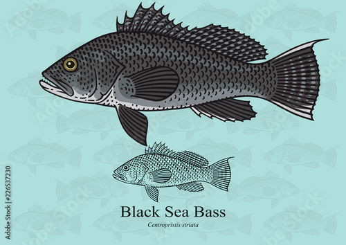 Tableau sur toile Black Sea Bass