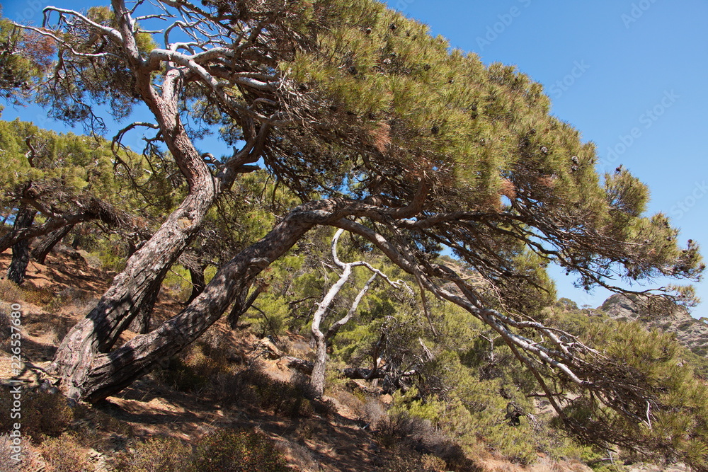 Pine tree at the trail from Olympos to Diafani on Karpathos in Greece