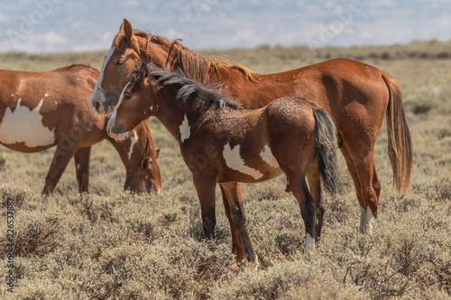 Wild Horse Mare and Foal in Colorado