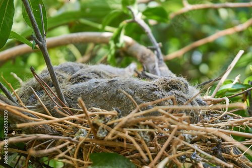 Colored dove chicks in the nest