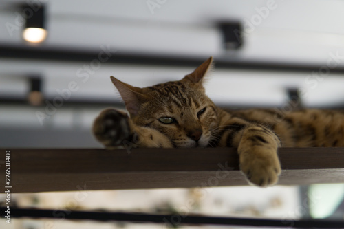 Süße entspannte Katze im Katzencafe photo