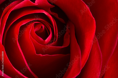 closeup look at a red rose and it petals