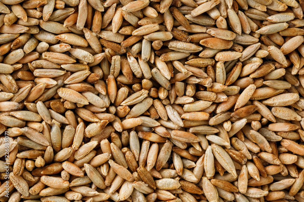 Natural oat grains background, closeup. vegetarian food Natural oat grains background, closeup. vegetarian food