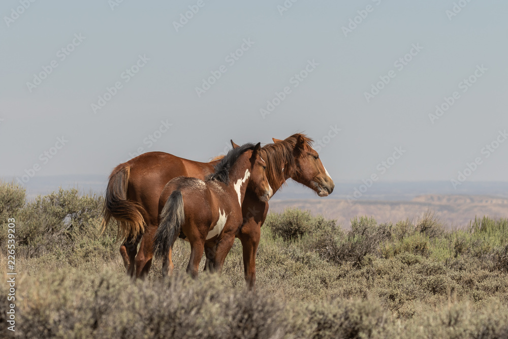 Fototapeta premium Wild Horse Mare and Foal in Colorado