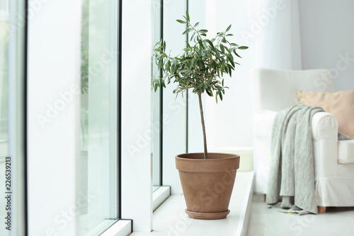 Pot with olive tree in cozy interior