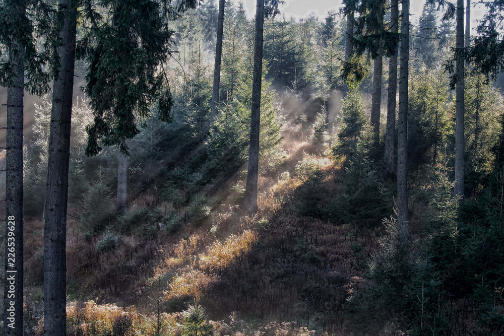 Obraz premium Jagdimpressionen