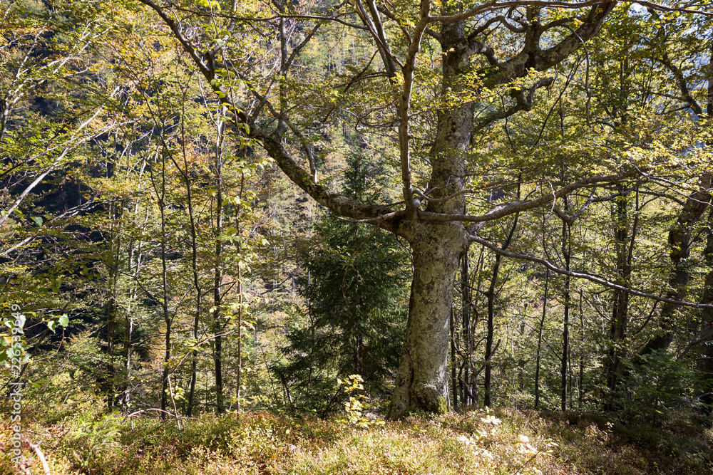 Fototapeta premium Old and hollow tree