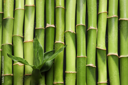 Green bamboo stems as background  top view