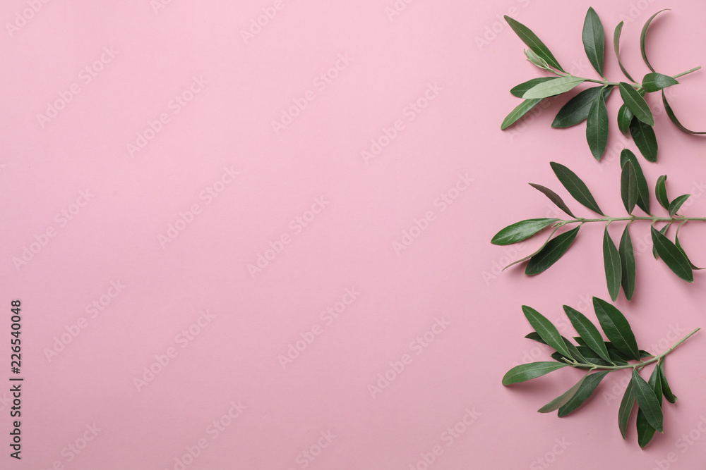 Twigs with fresh green olive leaves and space for text on color background, flat lay Twigs with fresh green olive leaves and space for text on color background, flat lay