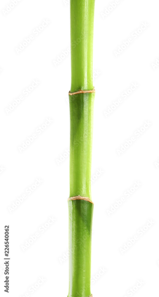 Fototapeta premium Beautiful green bamboo stem on white background