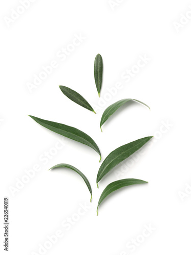 Composition with fresh green olive leaves on white background, top view