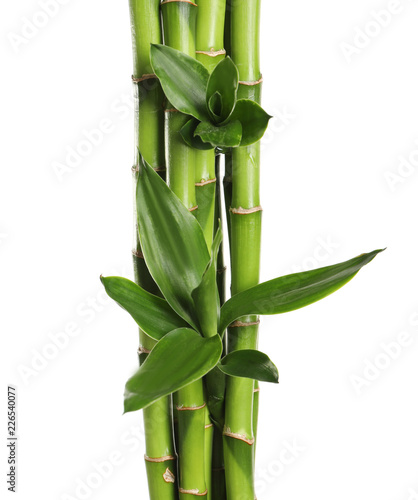 Fototapeta Naklejka Na Ścianę i Meble -  Green bamboo stems with leaves on white background