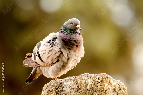 Fototapeta Naklejka Na Ścianę i Meble -  Beautiful wild pigeon