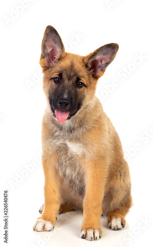 Fototapeta Naklejka Na Ścianę i Meble -  Young German Shepherd dog