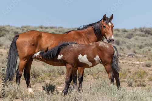 Wild Horse Mare and Foal in Colorado © natureguy