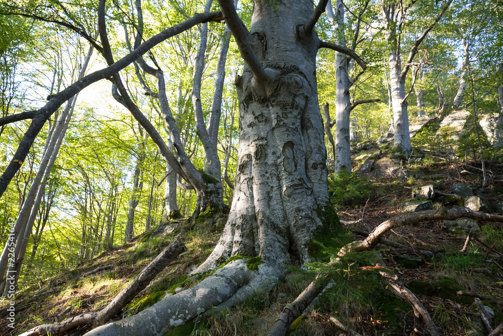 Fototapeta premium 500 years old beech
