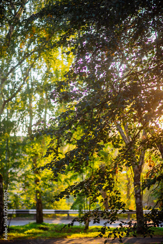 Wallpaper Mural the sun's rays in the autumn Park, sunset through the leaves of trees Torontodigital.ca