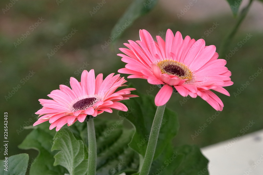 Obraz premium fiori gerbera rosa primo piano 