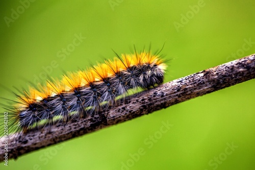 Ocnogyna loewii caterpillar