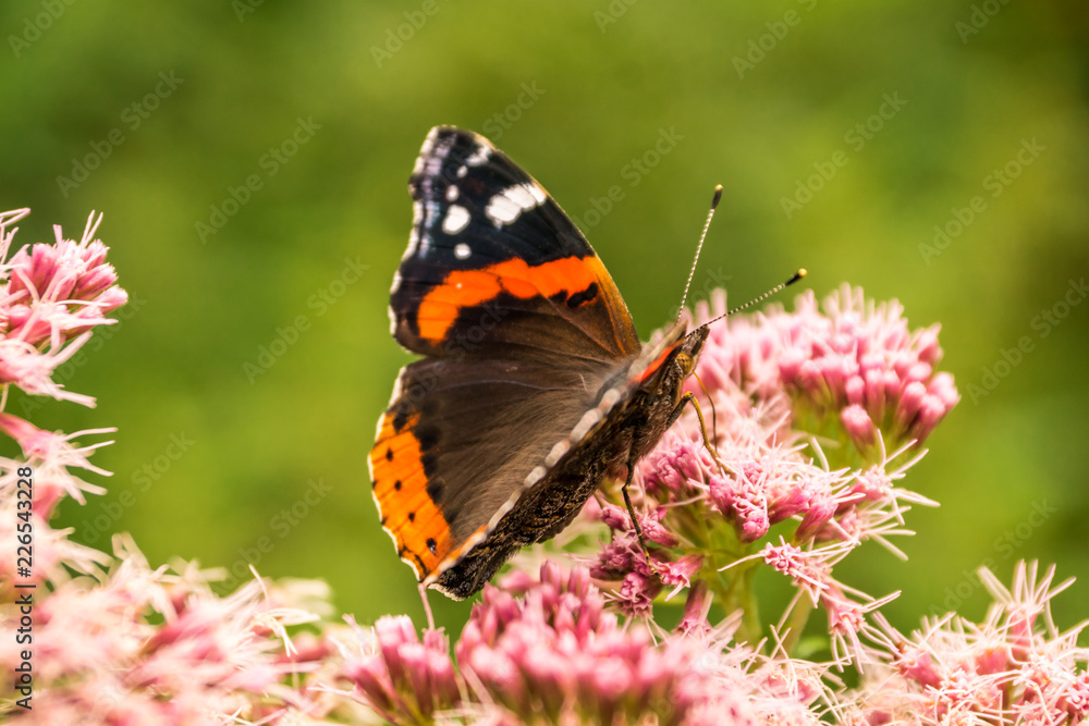 Butterfly breed Vanessa atalanta drinks nectar from a beautiful flower in a green field Butterfly breed Vanessa atalanta drinks nectar from a beautiful flower in a green field