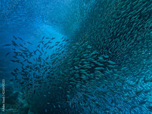 Fototapeta Sardynki II