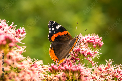 Butterfly breed Vanessa atalanta drinks nectar from a beautiful flower in a green field