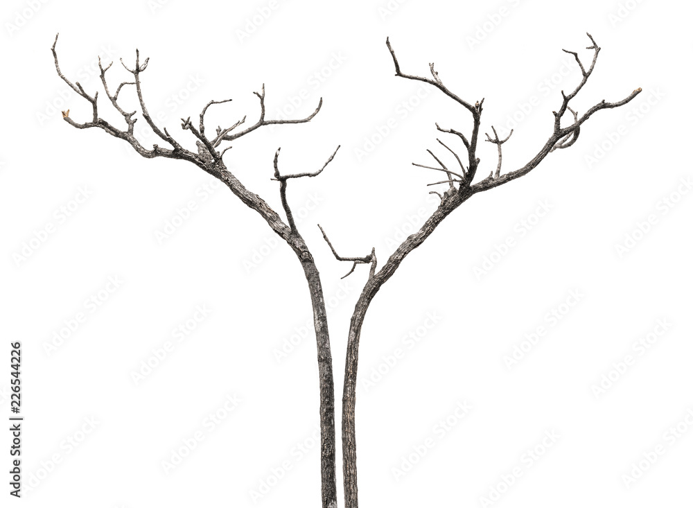 Fototapeta premium dead tree branch isolated on white background