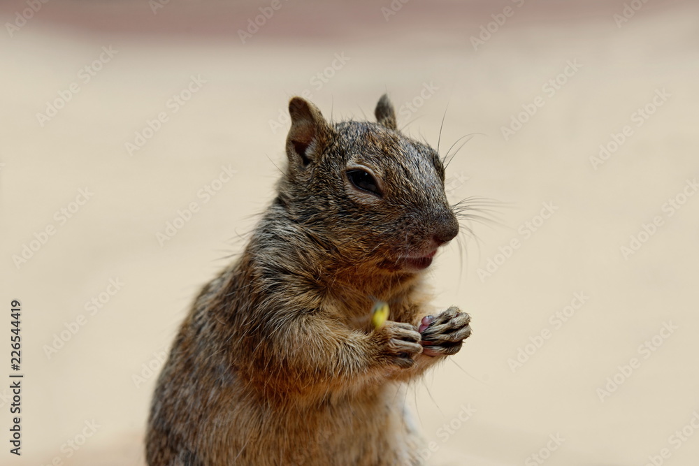 Obraz premium Goldmantel-Ziesel