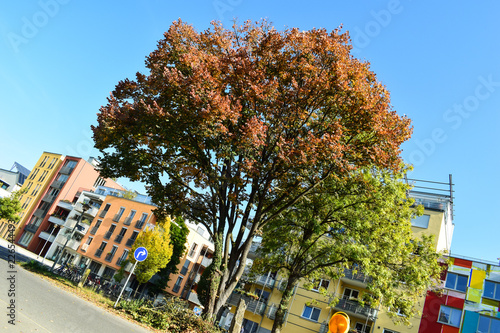 Herbstliebe photo