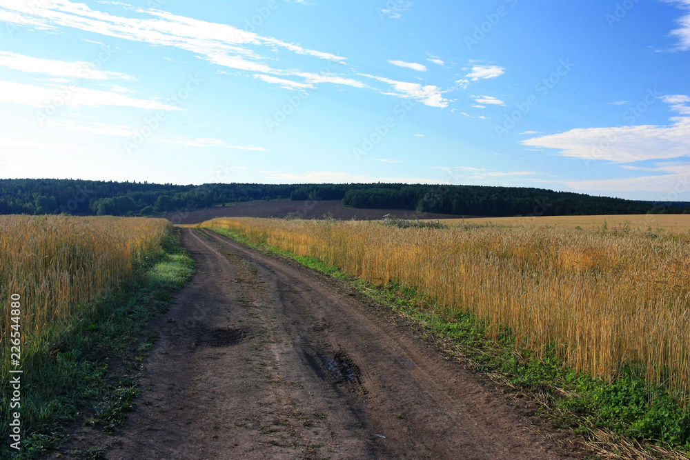 Country road in a wheat field